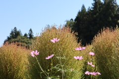ピンク秋桜に青コキア