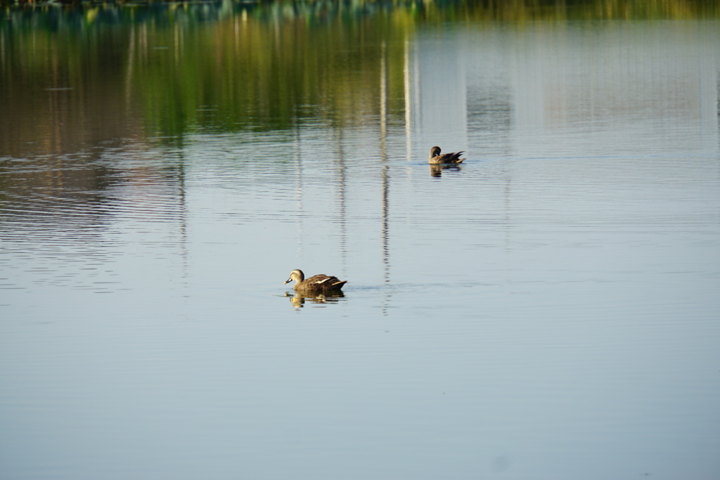 暑いから気持ち良さそう
