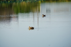 暑いから気持ち良さそう