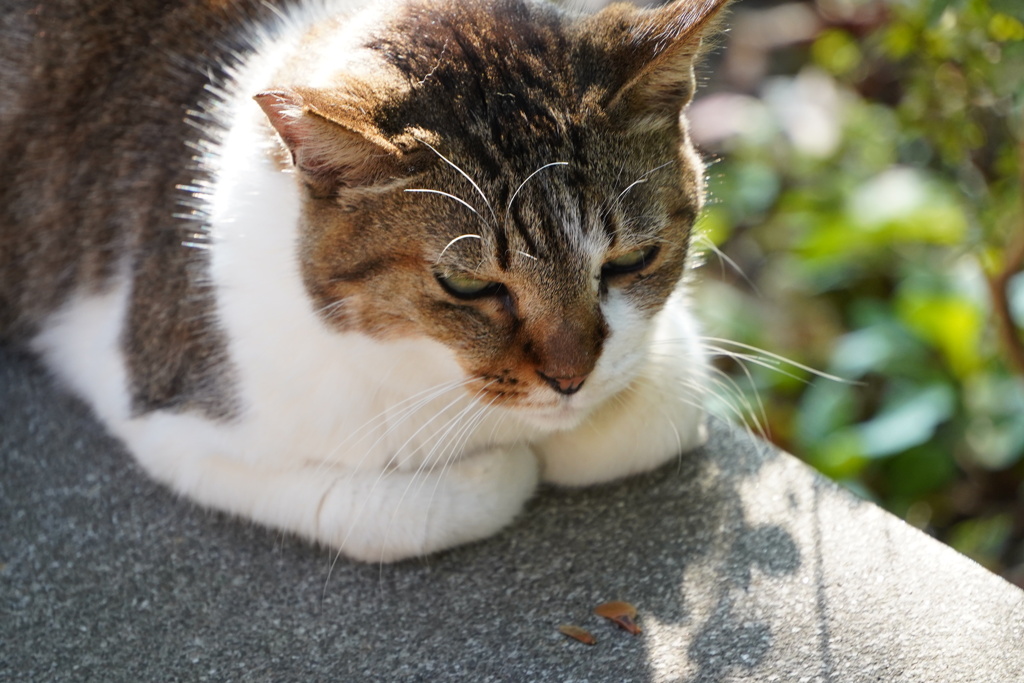 哲学の道キャット