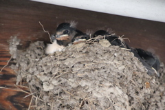 おなかすいた、お母さんまだかな