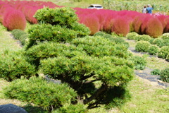 松の後ろにコキア