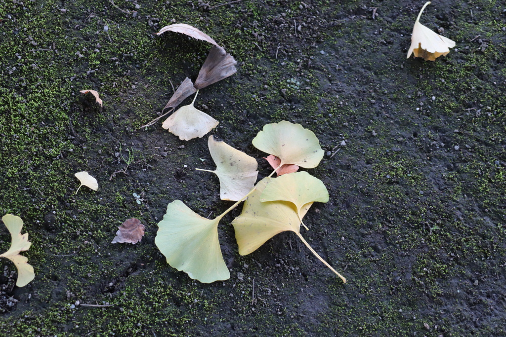 もう落ちたのね