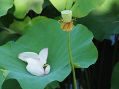 蓮の花１８