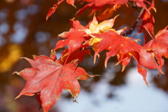 近寄れば可愛い