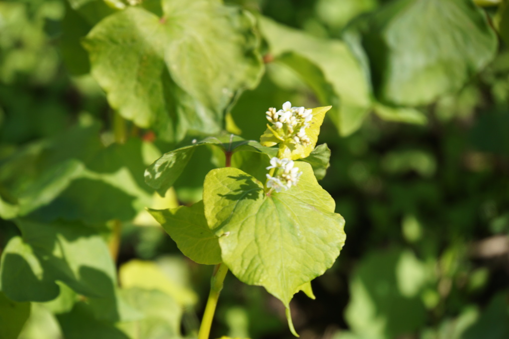 そばの花