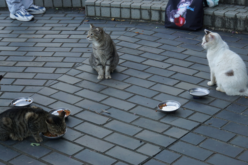 さあ食レポ会議しますよ