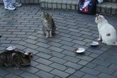 さあ食レポ会議しますよ