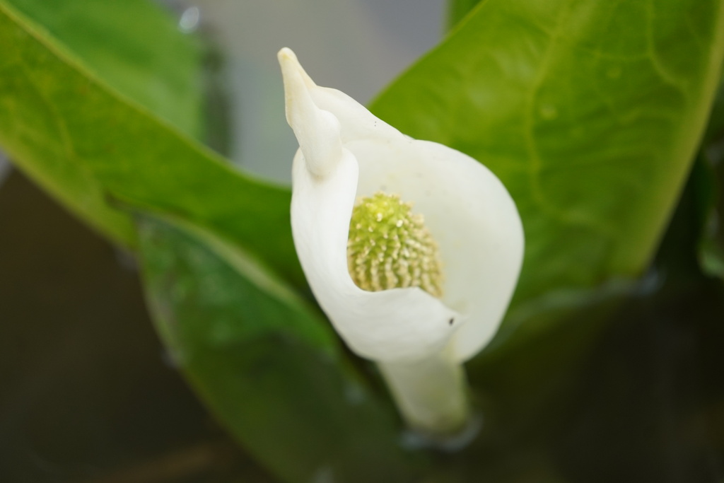 水芭蕉