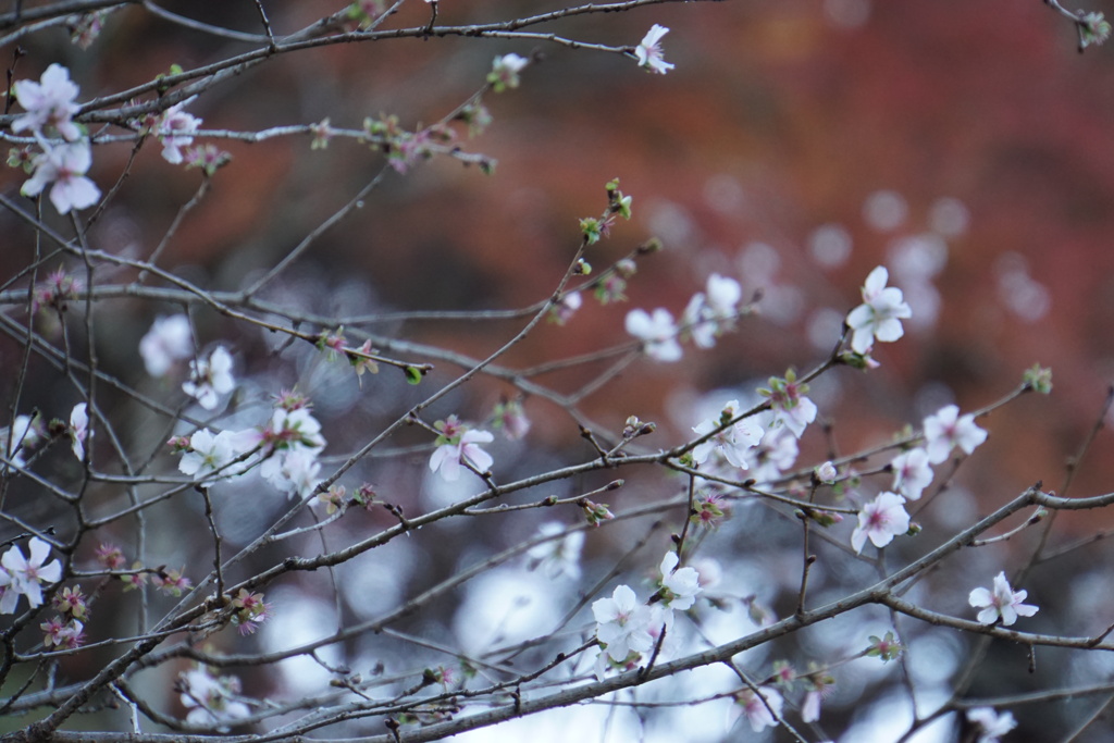 冬桜後ろは紅葉