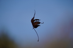 蜘蛛の糸につかまり頑張っているよ。