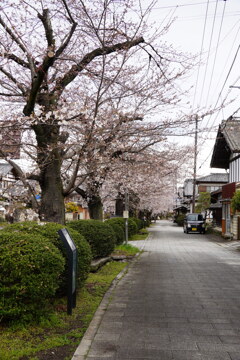 小幡の桜並木