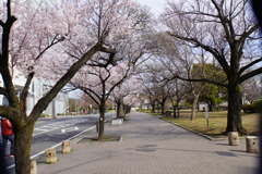 市役所前の桜並木