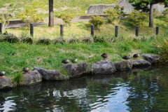 オリンピック後なので○戸とか萩○とか池○さんはいないよ。