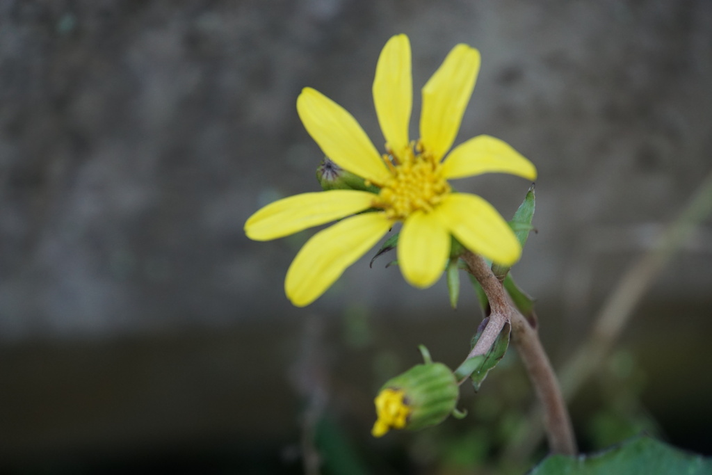 寒さにこらえて