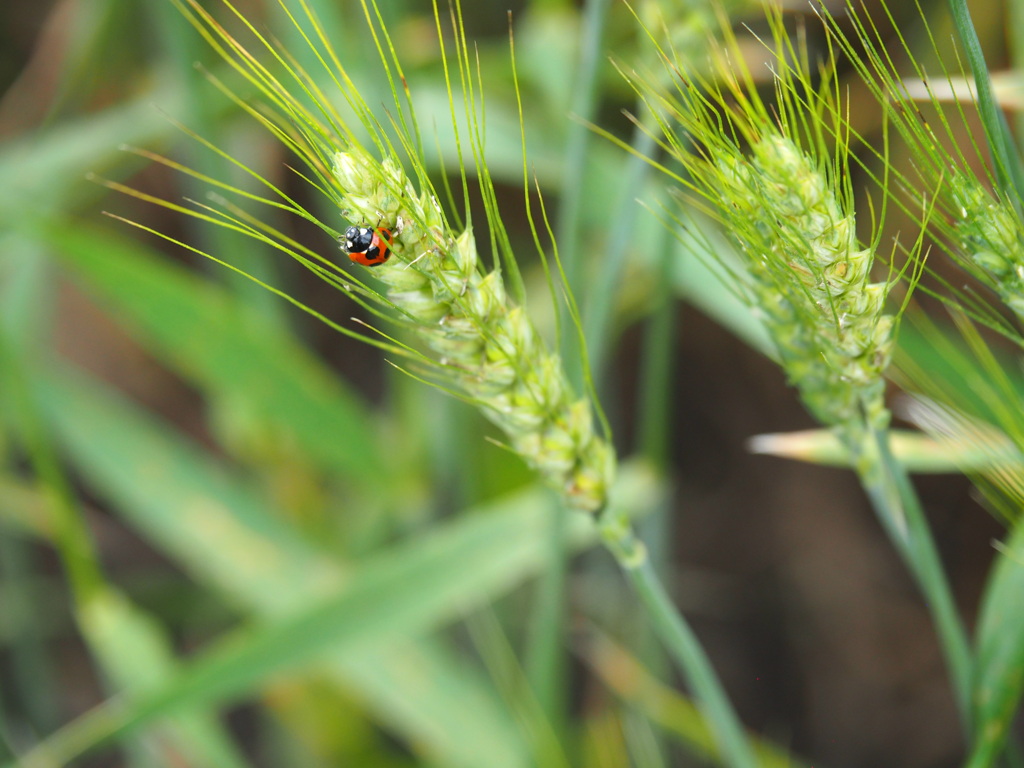 麦刈り取り時期かな？