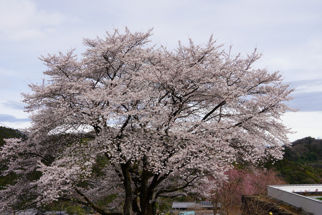 満開の桜の木