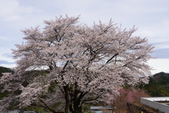 満開の桜の木