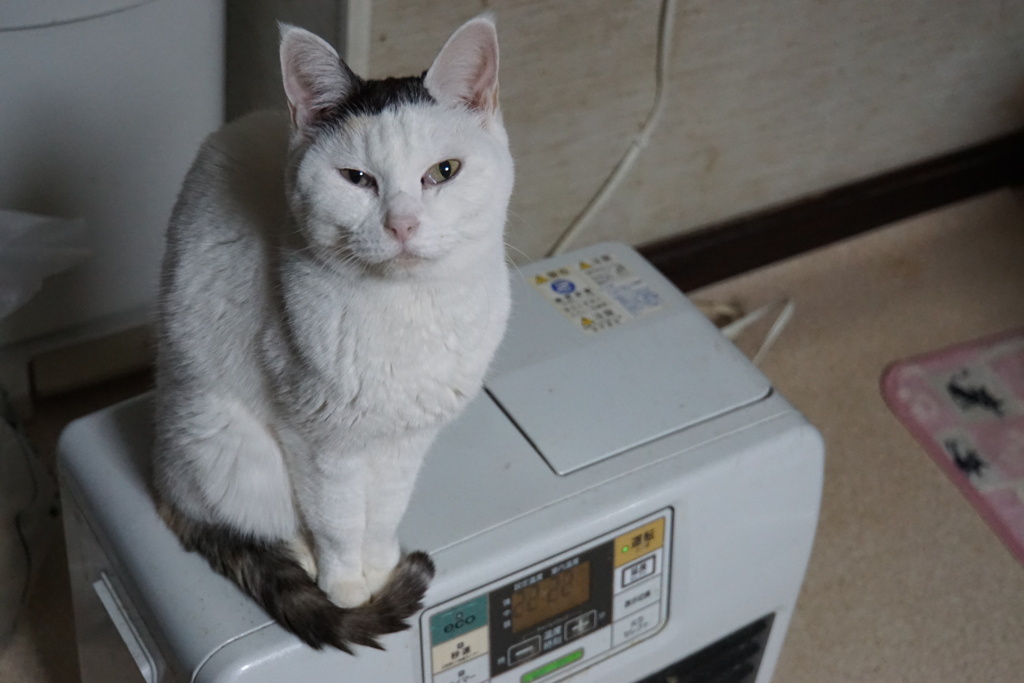 おいモデル代高いぞ