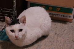 次女プリンちゃん１０歳