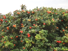 北の思い出２０１２、宗谷岬のハマナス