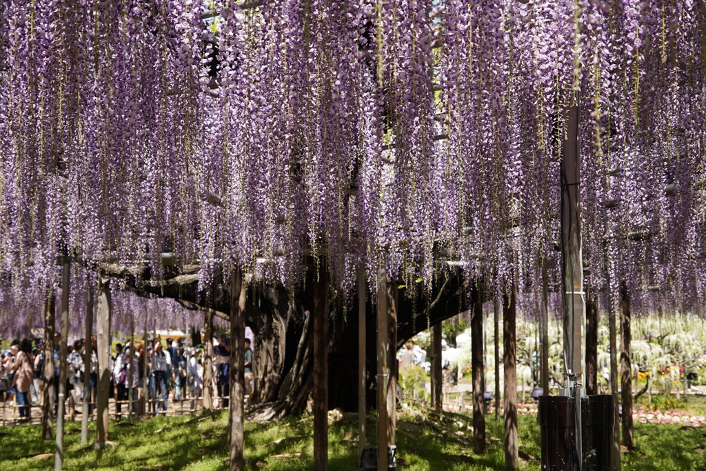 樹齢１００年を超える大藤