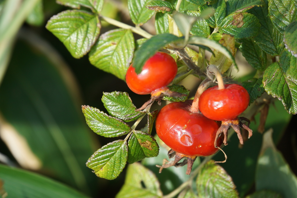 赤く熟したハマナス