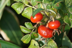 赤く熟したハマナス