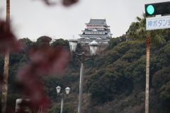 熱海桜とお城
