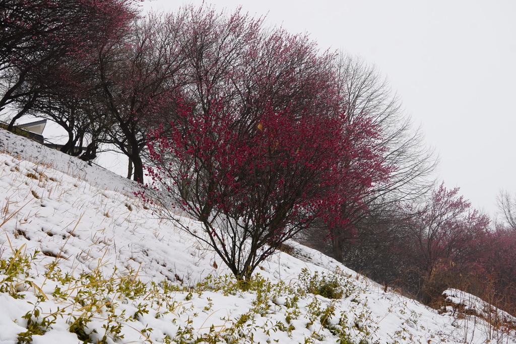 雪景色の紅梅
