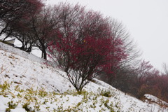 雪景色の紅梅