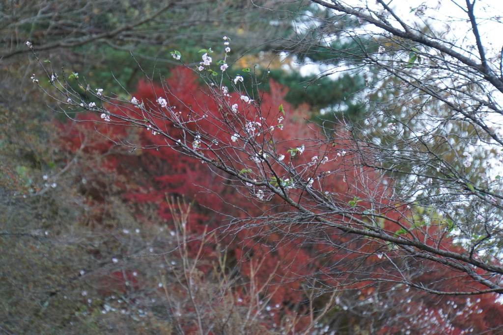 桜と赤