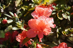 秋のツツジアゼリア２