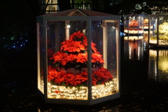 池に浮かぶシクラメン