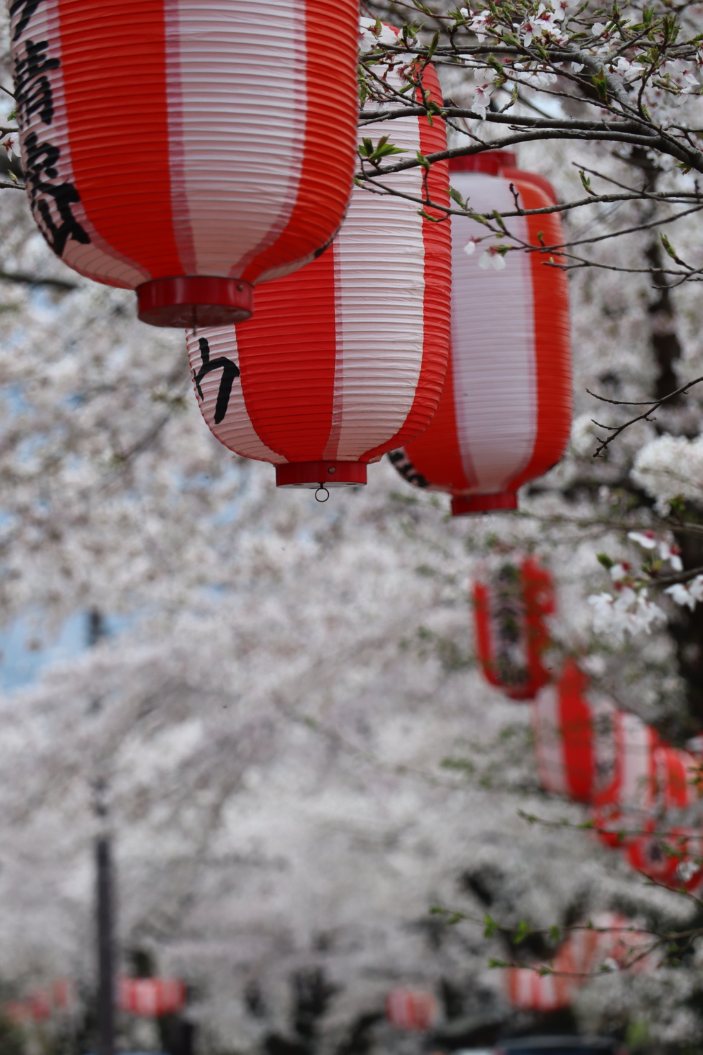 小幡の桜並木提灯付いた
