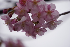 河津桜（江田神社）