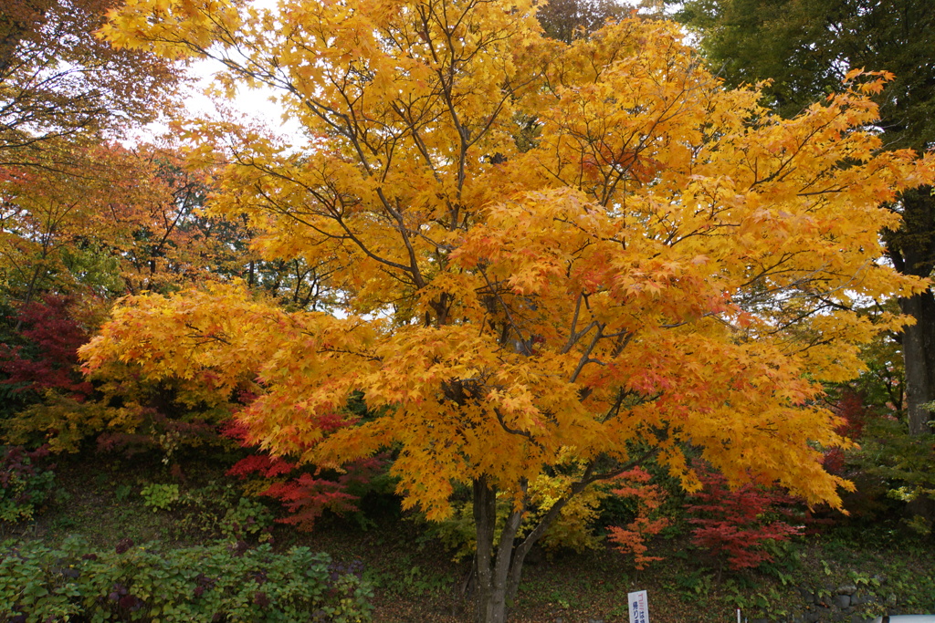 懐古園の紅葉２
