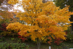 懐古園の紅葉２