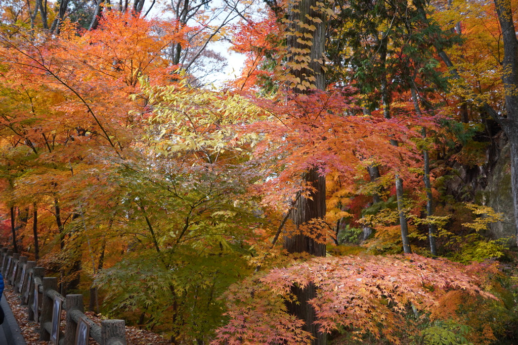 小諸懐古園の紅葉