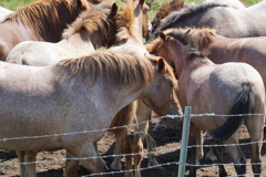 濤沸湖の馬