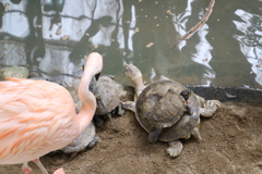 親カメの背中に子ガメを乗せて