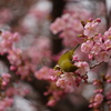 陽光に輝く