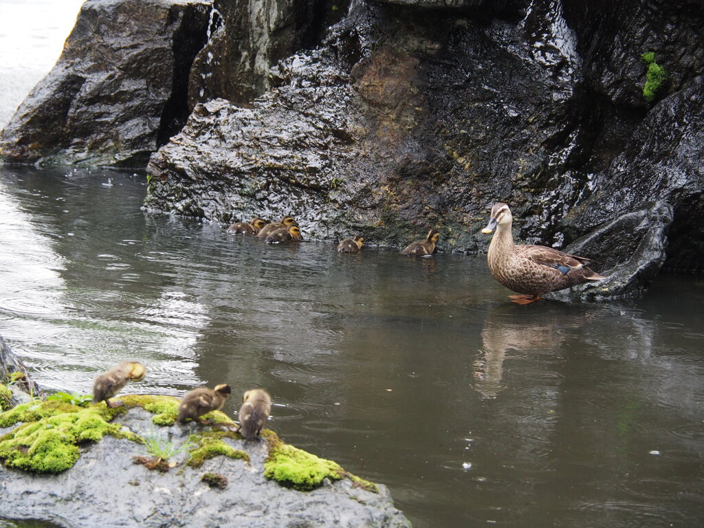 おまえたちも早くこっちにおいで