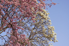 桜とハクレン