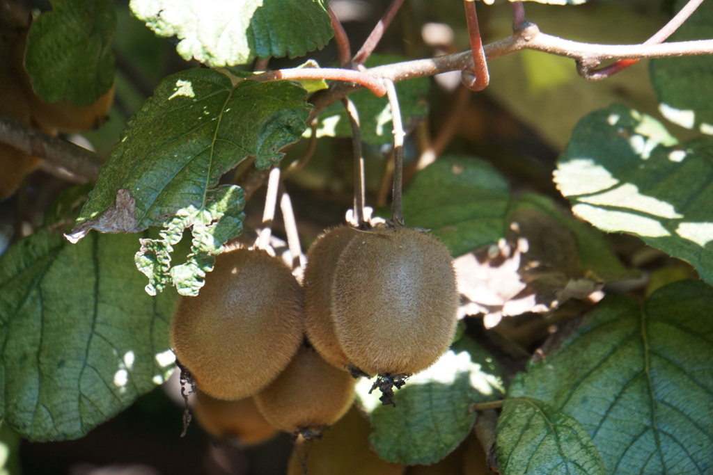 アプトの道ばたにおいしそう。