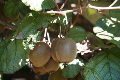 アプトの道ばたにおいしそう。