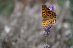 ラベンダーの蜜の味は