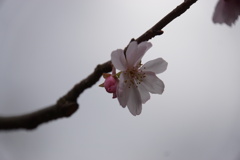 空が青空なら綺麗だろうな