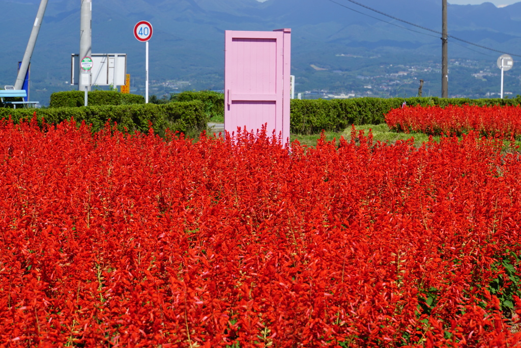 あんな所に何処でもドアが