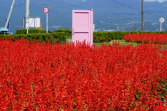 あんな所に何処でもドアが